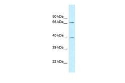 AGMAT Antibody, Novus Biologicals 100 &mu;L; Unconjugated:Antibodies, Polyclonal
